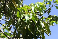 Prunus ceylanica